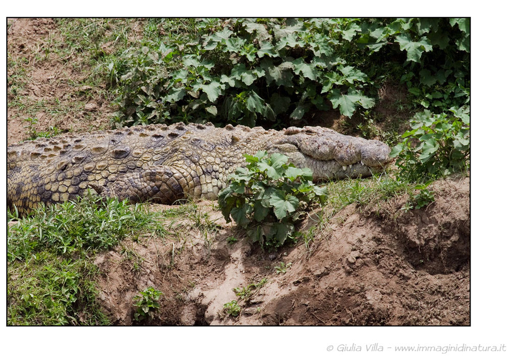 Coccodrillo - Crocodylus niloticus